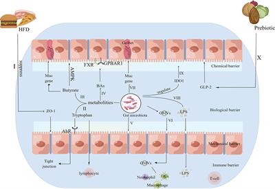 The immune role of the intestinal microbiome in knee osteoarthritis: a review of the possible mechanisms and therapies